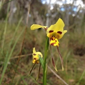 Diuris sulphurea at Point 5834 - suppressed