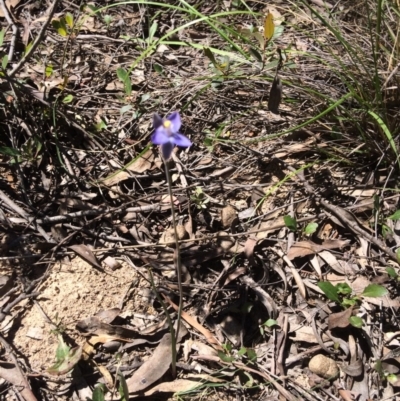 Thelymitra sp. (A Sun Orchid) at Bruce, ACT - 4 Nov 2016 by kotch