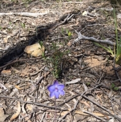 Thelymitra sp. at Bruce, ACT - 4 Nov 2016