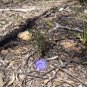 Thelymitra sp. at Bruce, ACT - 4 Nov 2016