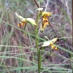 Diuris sulphurea at Point 4857 - suppressed