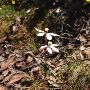 Caladenia cucullata at Point 5821 - suppressed