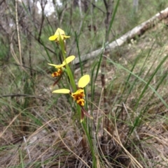 Diuris sulphurea (Tiger Orchid) at Acton, ACT - 15 Nov 2016 by julesS