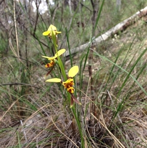 Diuris sulphurea at Point 5821 - suppressed