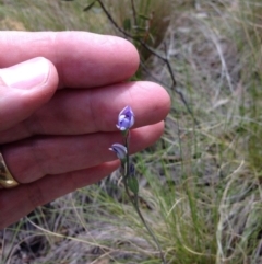 Thelymitra sp. (A Sun Orchid) at Acton, ACT - 15 Nov 2016 by julesS