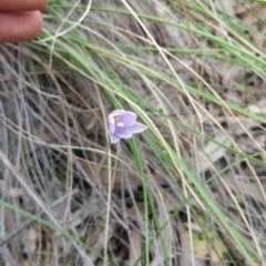 Thelymitra simulata (Graceful Sun-orchid) at Acton, ACT - 7 Nov 2016 by nic.jario