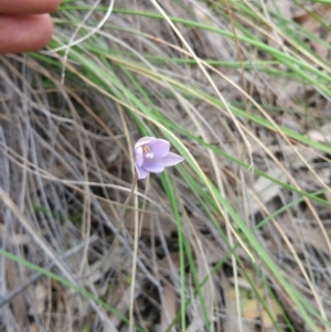 Thelymitra simulata at Acton, ACT - suppressed