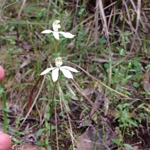 Caladenia moschata at Point 4558 - suppressed