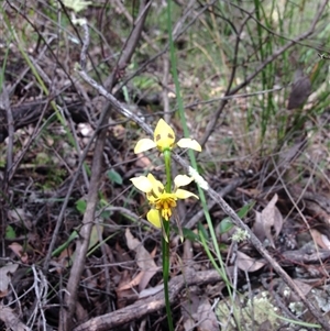 Diuris sulphurea at Point 4558 - suppressed