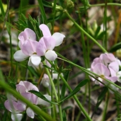 Lotus australis at Yarralumla, ACT - 13 Nov 2016