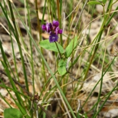 Glycine tabacina (Variable Glycine) at Yarralumla, ACT - 13 Nov 2016 by Ratcliffe