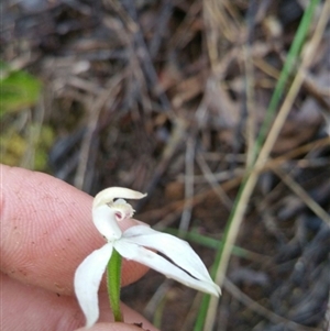 Caladenia moschata at Point 4857 - suppressed