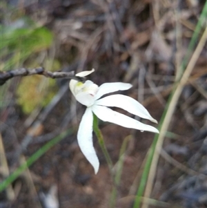 Caladenia moschata at Point 4857 - suppressed