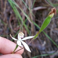 Caladenia moschata at Point 4857 - suppressed