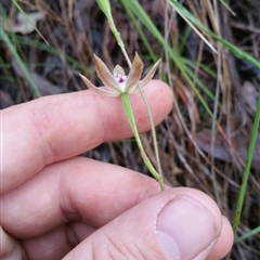 Caladenia moschata at Point 4857 - suppressed