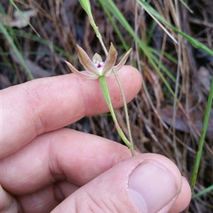 Caladenia moschata at Point 4857 - suppressed