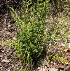 Cheilanthes sieberi (Rock Fern) at Yarralumla, ACT - 15 Nov 2016 by Ratcliffe