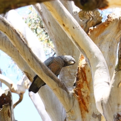 Callocephalon fimbriatum (Gang-gang Cockatoo) at Yarralumla, ACT - 15 Nov 2016 by Ratcliffe