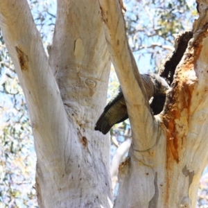 Callocephalon fimbriatum at Yarralumla, ACT - suppressed