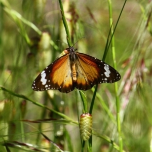 Danaus petilia at Yarralumla, ACT - 15 Nov 2016