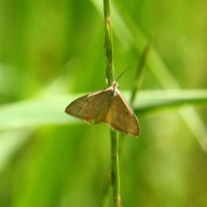 Scopula rubraria at Yarralumla, ACT - 15 Nov 2016