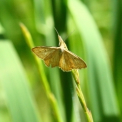 Scopula rubraria at Yarralumla, ACT - 15 Nov 2016