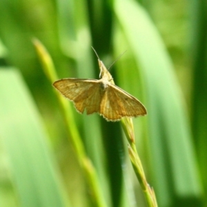 Scopula rubraria at Yarralumla, ACT - 15 Nov 2016