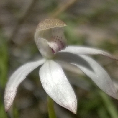 Caladenia moschata (Musky Caps) at Molonglo Valley, ACT - 31 Oct 2016 by PeterR