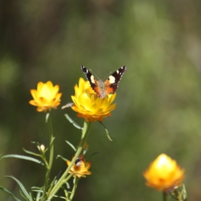 Vanessa itea (Yellow Admiral) at Yarralumla, ACT - 14 Nov 2016 by Ratcliffe