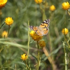 Vanessa kershawi (Australian Painted Lady) at Yarralumla, ACT - 14 Nov 2016 by Ratcliffe