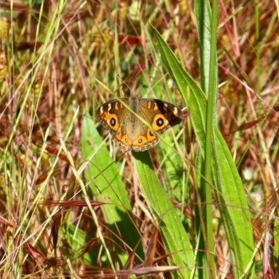 Junonia villida (Meadow Argus) at Yarralumla, ACT - 14 Nov 2016 by Ratcliffe