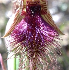 Calochilus platychilus (Purple Beard Orchid) at Molonglo Valley, ACT - 31 Oct 2016 by PeterR