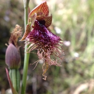 Calochilus platychilus at Point 16 - suppressed