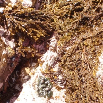 Unidentified at Barragga Bay, NSW - 11 Nov 2016 by Jennyncmg