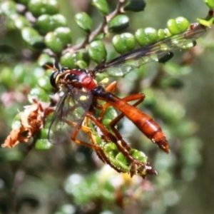 Humerolethalis sergius at Cotter River, ACT - 17 Jan 2016 12:10 PM