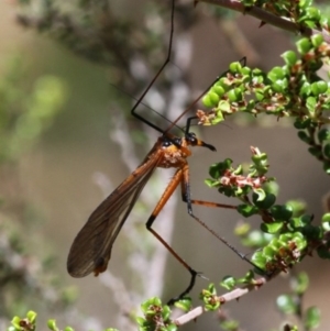 Harpobittacus australis at Cotter River, ACT - 17 Jan 2016