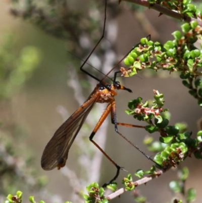 Harpobittacus australis (Hangingfly) at Cotter River, ACT - 17 Jan 2016 by HarveyPerkins