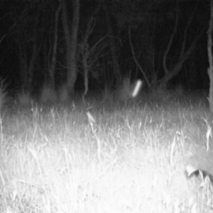 Trichosurus vulpecula at Gungahlin, ACT - 15 Nov 2016