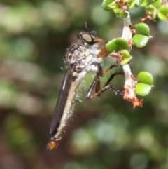 Cerdistus sp. (genus) (Yellow Slender Robber Fly) at Cotter River, ACT - 17 Jan 2016 by HarveyPerkins