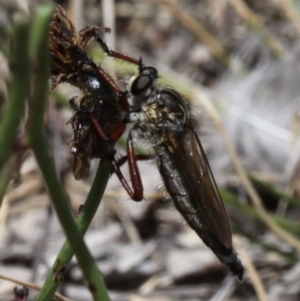 Colepia sp. (genus) at Cotter River, ACT - 17 Jan 2016 01:19 PM