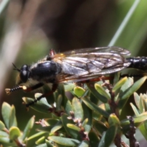 Neoscleropogon sp. (genus) at Cotter River, ACT - 17 Jan 2016 02:11 PM