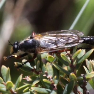 Neoscleropogon sp. (genus) (Robber fly) at Cotter River, ACT - 17 Jan 2016 by HarveyPerkins
