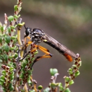 Aplestobroma avidum at Cotter River, ACT - 17 Jan 2016