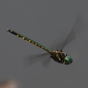 Hemicordulia australiae at Kambah, ACT - 22 Jan 2016 11:05 AM