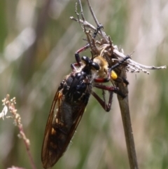 Chrysopogon muelleri (Robber fly) at Namadgi National Park - 23 Jan 2016 by HarveyPerkins