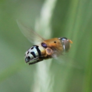 Austalis pulchella at Tennent, ACT - 23 Jan 2016 01:54 PM