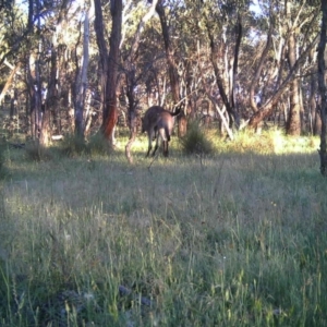 Macropus giganteus at Gungahlin, ACT - 15 Nov 2016