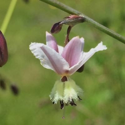 Arthropodium milleflorum (Vanilla Lily) at Wandiyali-Environa Conservation Area - 15 Nov 2016 by Wandiyali