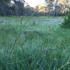 Arthropodium milleflorum at Googong, NSW - 16 Nov 2016 07:41 AM