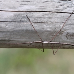 Ctenomorpha marginipennis at Bimberi, ACT - 13 Dec 2015 03:29 PM